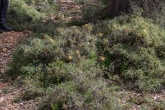 Banksia fraseri