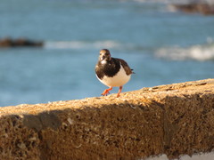 Arenaria interpres