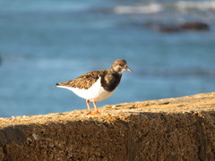 Arenaria interpres