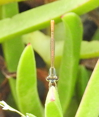 Agriocnemis falcifera