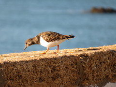 Arenaria interpres