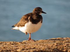 Arenaria interpres