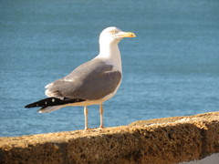 Larus michahellis