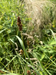 Carex annectens