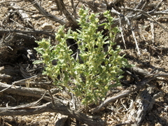 Euphrosyne nevadensis