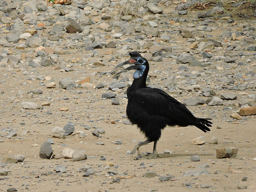 Abyssinian Ground-Hornbill