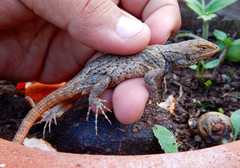 Sceloporus grammicus