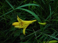 Hemerocallis lilioasphodelus