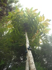 Davidsonia jerseyana