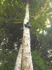 Davidsonia jerseyana