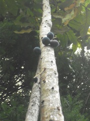 Davidsonia jerseyana