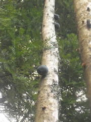 Davidsonia jerseyana