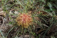 Banksia fraseri