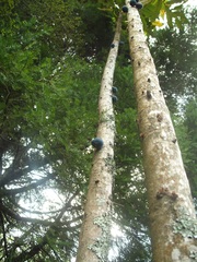 Davidsonia jerseyana