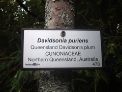 Davidsonia jerseyana