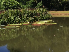 Victoria amazonica
