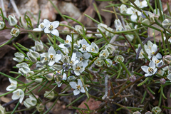Cyanothamnus tenuis