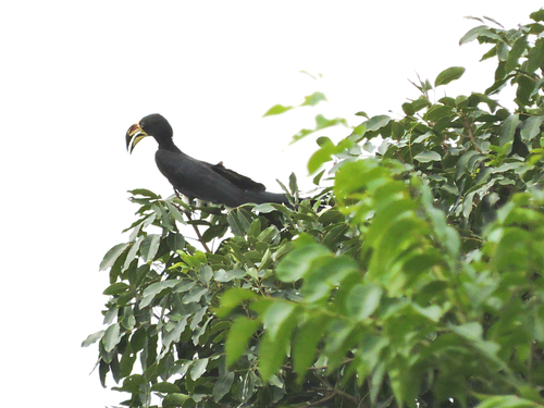 West African Pied Hornbill