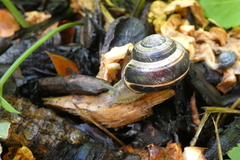 Cepaea nemoralis
