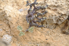 Pelargonium crassicaule