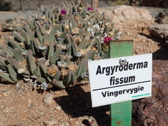 Argyroderma fissum
