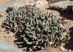 Argyroderma fissum