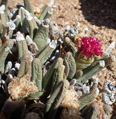 Argyroderma fissum