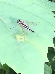Chrysopilus ornatus
