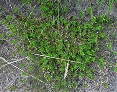 Trifolium micranthum