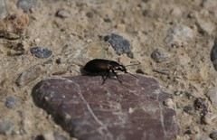 Poecilus cupreus