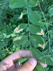 Agromyza soka
