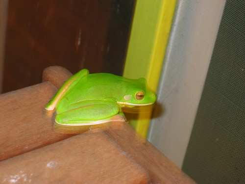 Nyctimystes infrafrenatus observed 2005-07-21