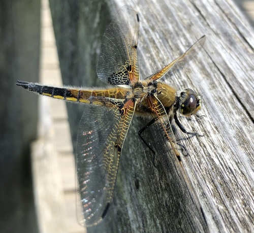 Four-spotted chaser