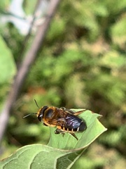 Megachile laticeps