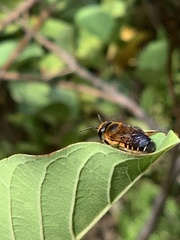Megachile laticeps