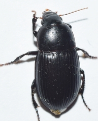 Harpalus serripes