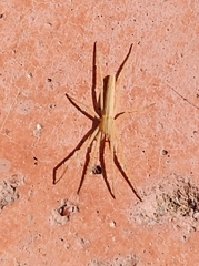 Tibellus chamberlini