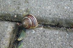 Cepaea
