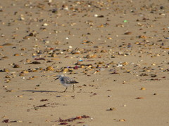 Calidris alba