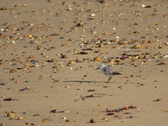 Calidris alba