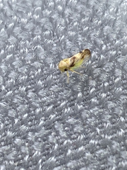 Pediopsoides distinctus