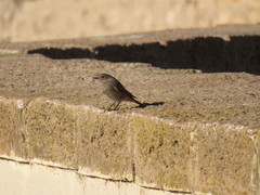 Phoenicurus ochruros