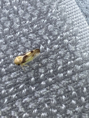 Pediopsoides distinctus