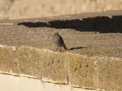 Phoenicurus ochruros