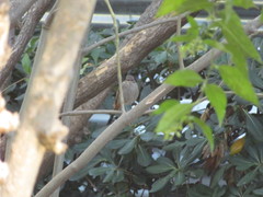 Phoenicurus ochruros