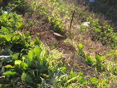 Phylloscopus collybita