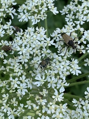 Trichiotinus viridans