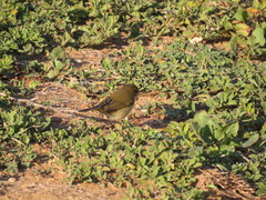 Phylloscopus collybita