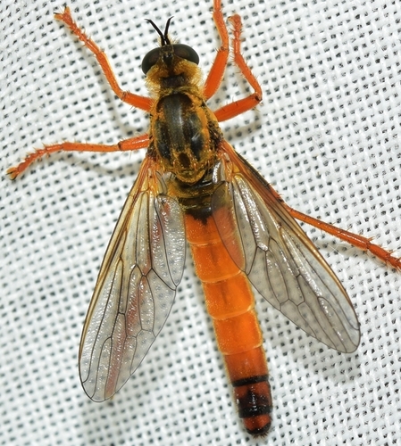 Stenopogon costatus