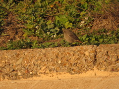 Phoenicurus ochruros
